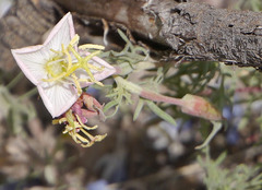 Oenothera coronopifolia