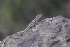 Sceloporus graciosus graciosus