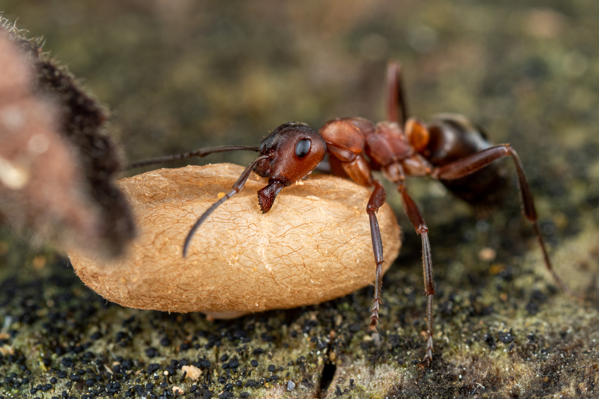 Blood-red Field Ant (Formica sanguinea) · iNaturalist
