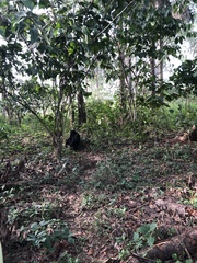 Pan troglodytes verus