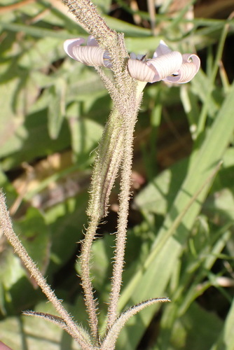 Image of Silene undulata by (c) Nicola van Berkel, some rights reserved (CC BY-SA)