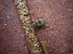 Microcerus
