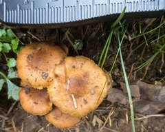 Armillaria luteobubalina