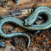 Salamandra Delgada de Las Montañas Greenhorn - Photo (c) John Sullivan, algunos derechos reservados (CC BY-NC), uploaded by John Sullivan