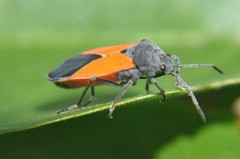Melanopleurus bicolor