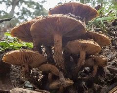 Armillaria luteobubalina