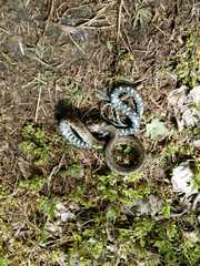 Natrix natrix