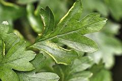 Phyllocoptes goniothorax