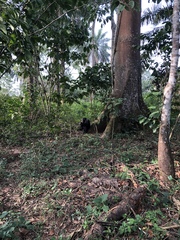 Pan troglodytes verus