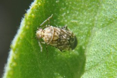 Monalocorisca
