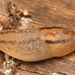 Threeband Slugs - Photo (c) Cecile Roux, some rights reserved (CC BY-NC), uploaded by Cecile Roux