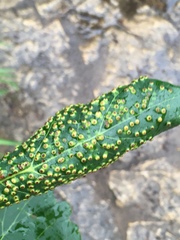 Puccinia malvacearum