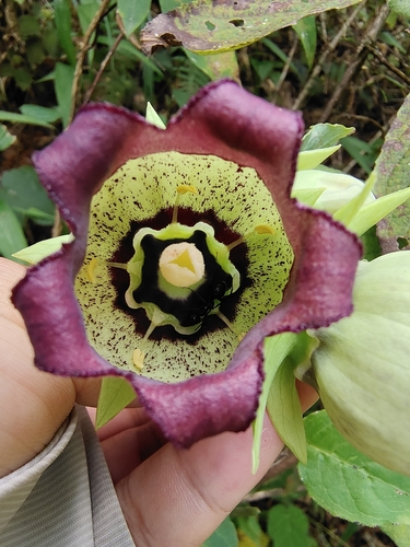 Codonopsis lanceolata iNat (3)