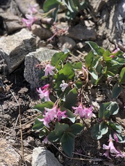 Apocynoideae