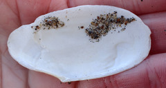 Megangulus bodegensis