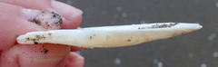 Megangulus bodegensis