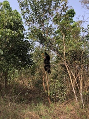 Pan troglodytes verus