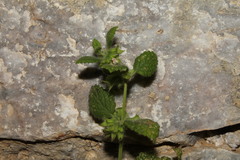 Melissa officinalis altissima
