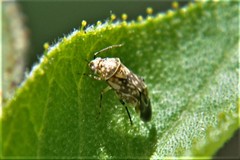 Monalocorisca