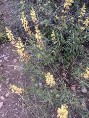 Lupinus angustiflorus