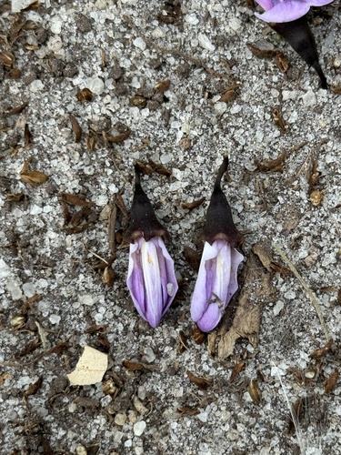 Vatairea heteroptera