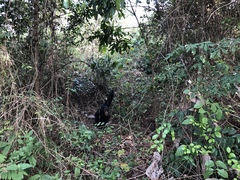 Pan troglodytes verus