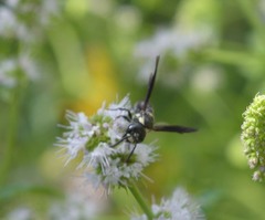 Zethus spinipes variegatus