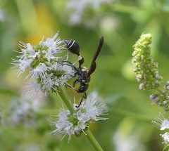 Zethus spinipes variegatus