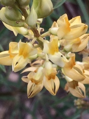 Lupinus angustiflorus