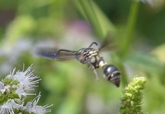 Zethus spinipes variegatus