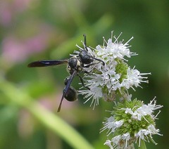 Zethus spinipes variegatus
