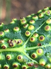 Puccinia malvacearum