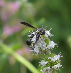 Zethus spinipes variegatus