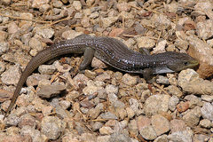 Elgaria coerulea palmeri
