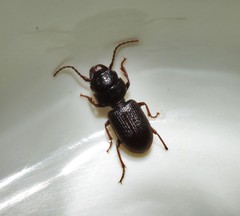 Dixus clypeatus