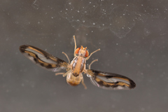 Toxonevra muliebris