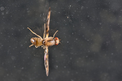 Toxonevra muliebris