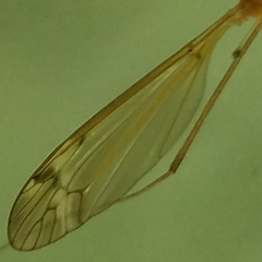 Tipula submaculata