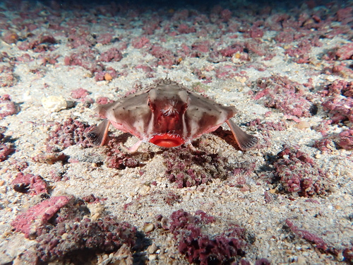 Rosy-lipped batfish (Ogcocephalus porrectus) — Ogcocephalidae