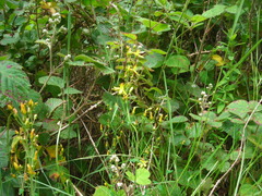 Hypericum pulchrum