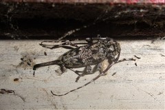 Acanthocinus obsoletus