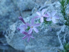 Linanthus