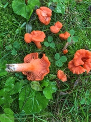 Cantharellus cinnabarinus