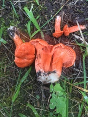 Cantharellus cinnabarinus