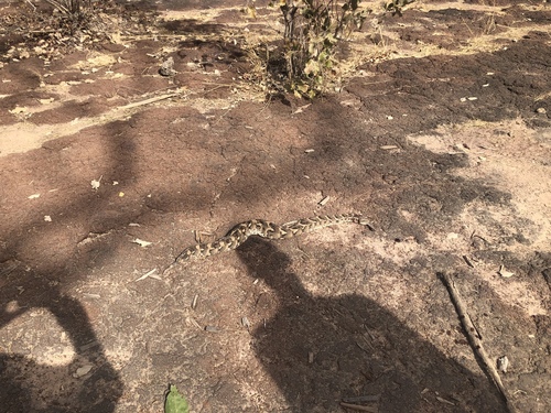 Puff Adder