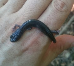 Plethodon wehrlei
