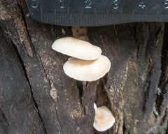 Crepidotus eucalyptorum