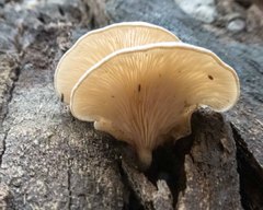 Crepidotus eucalyptorum