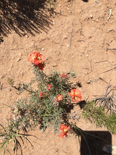 Scarlet Globemallow