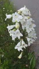 Penstemon digitalis